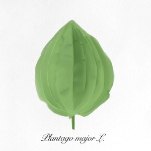 a single plantain leaf (not the banana-ish plant)