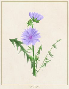 chicory