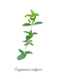 a stalk of oregano
