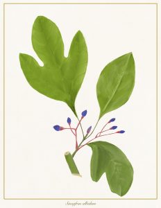 sassafras leaves and some berries