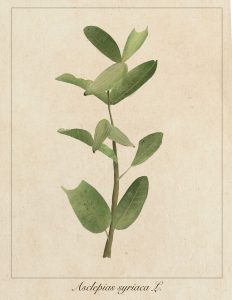 a milkweed plant