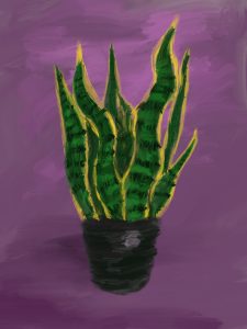 snake plant