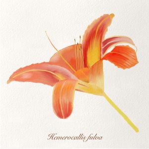 daylily