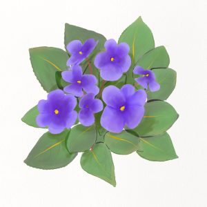 violets