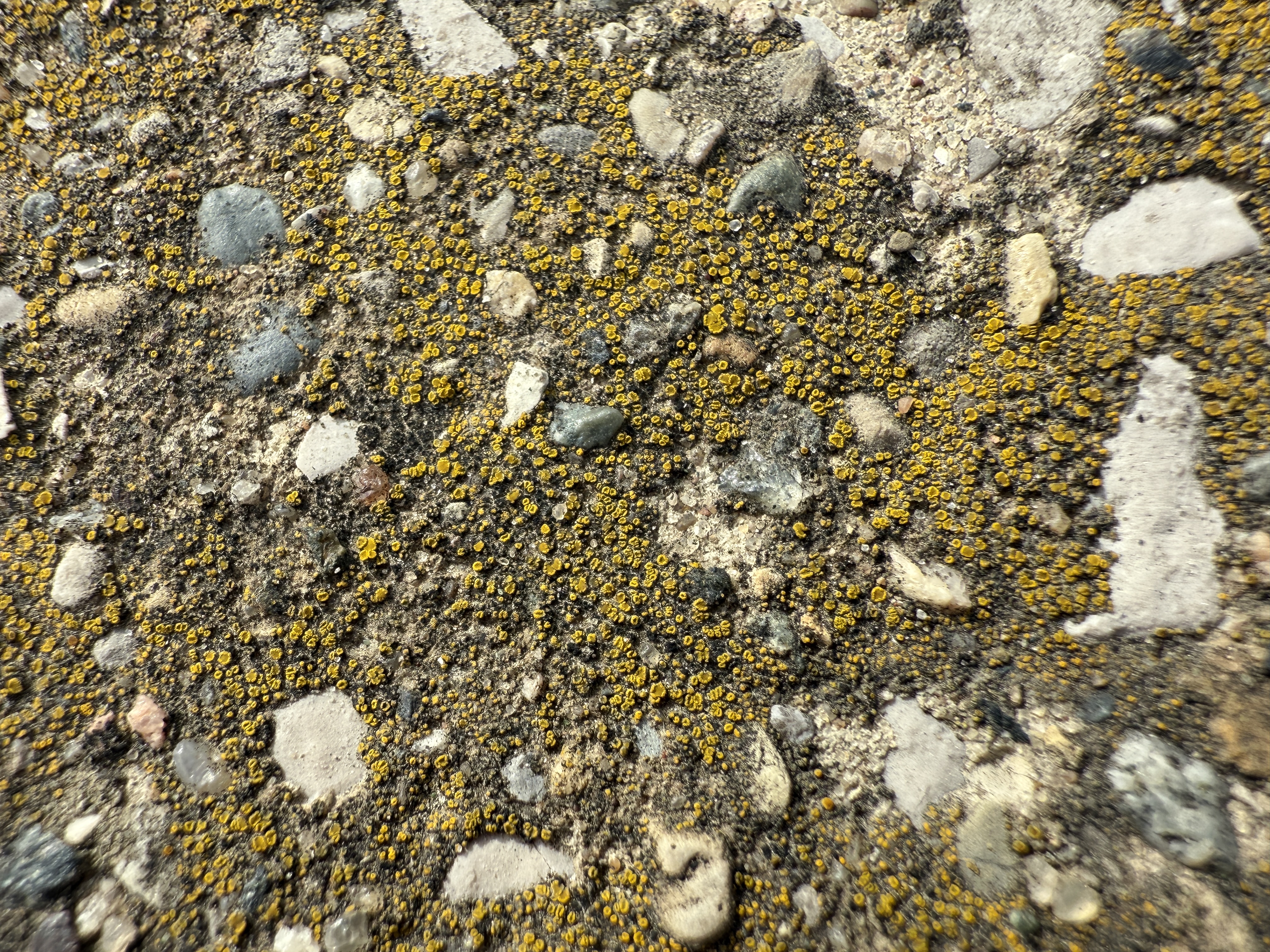 don’t forget to lichen subscribe!